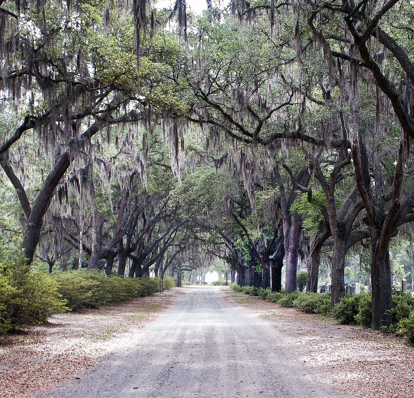 Oak-lined road with Spanish moss in the Southern tradition