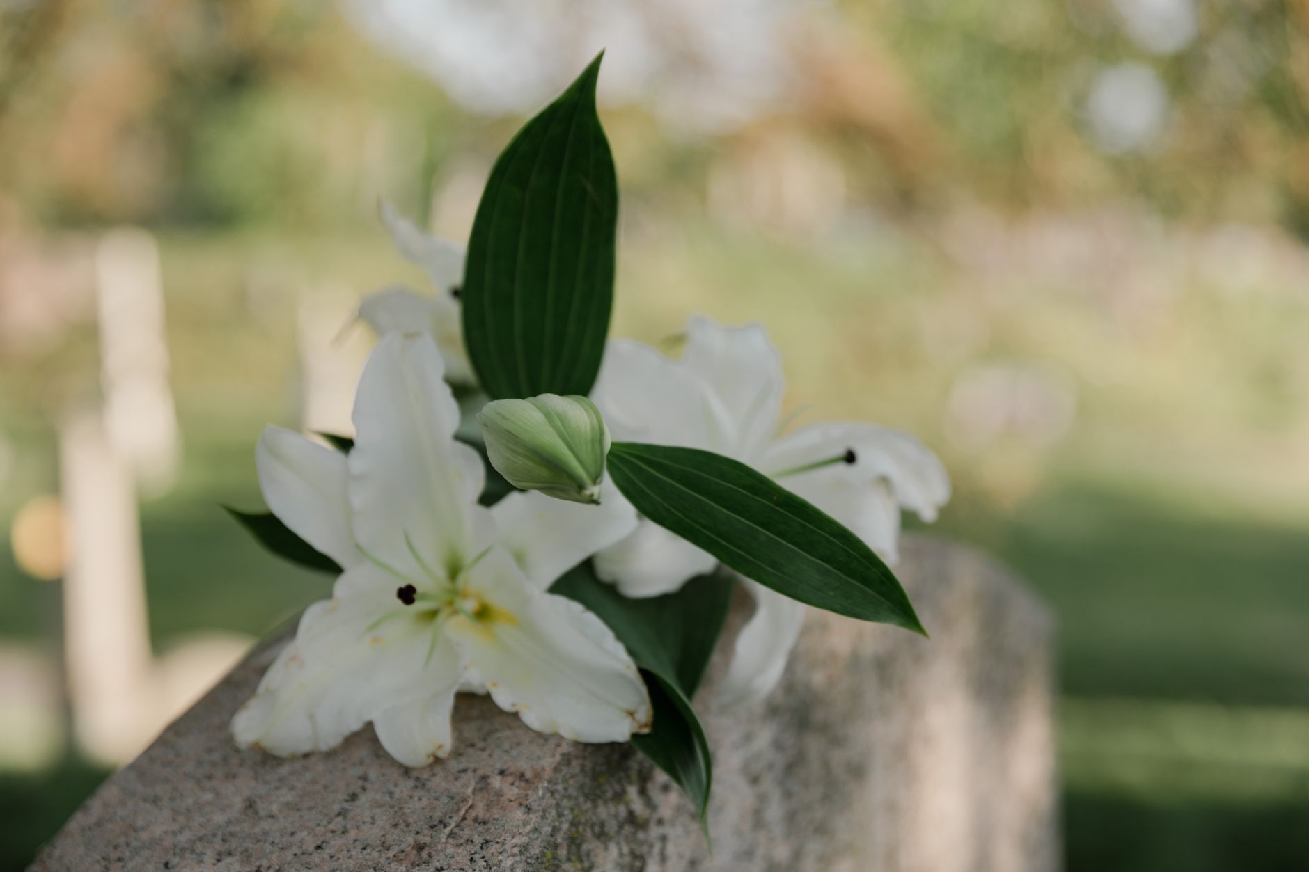 White lilies placed gently on a cemetery memorial stone