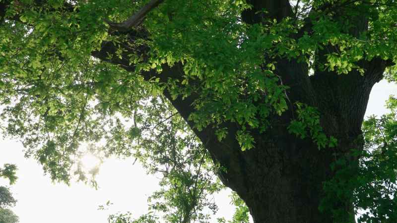 Sunlight through Southern oak branches